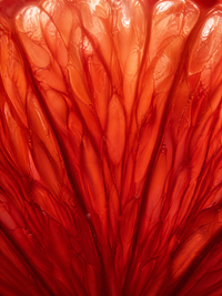 BLOOD ORANGE EXTRACT